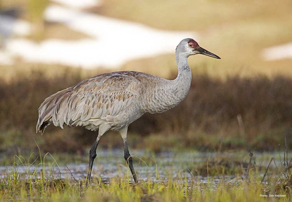 Sandhill Crane (1)