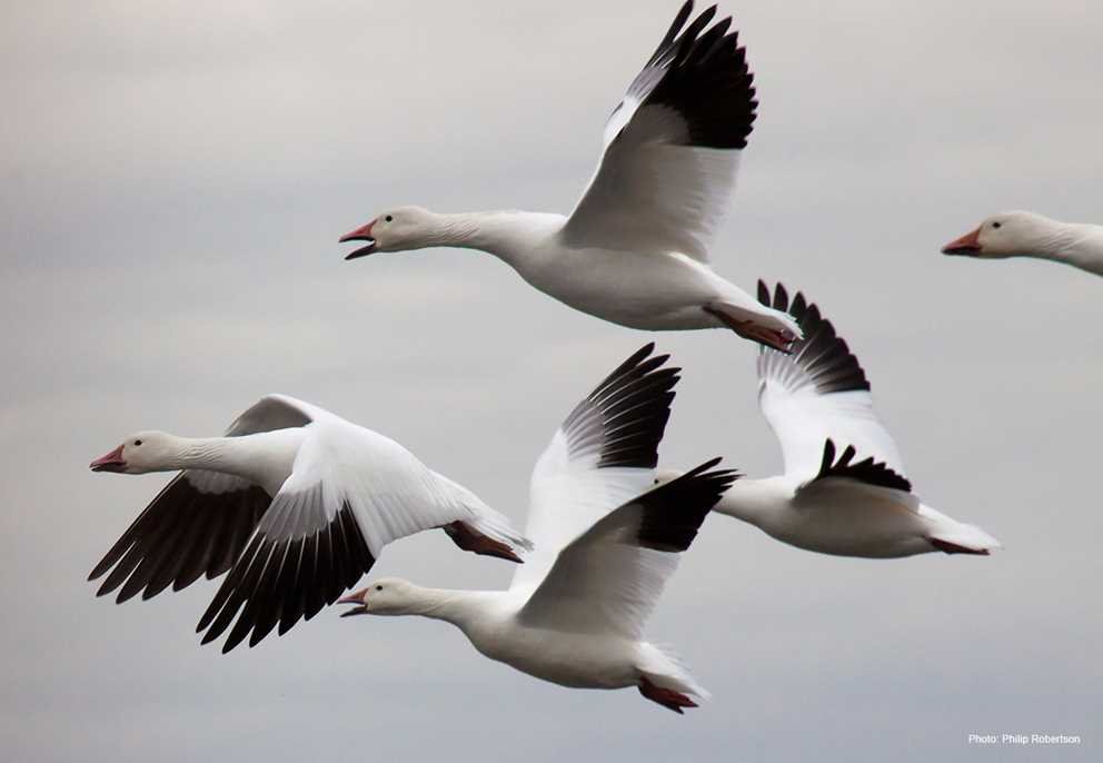Snow Goose (1)