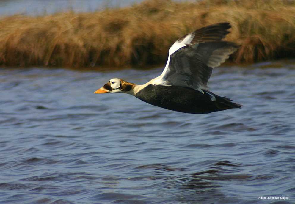 Spectacled Eider3