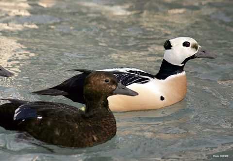 Stellers Eider
