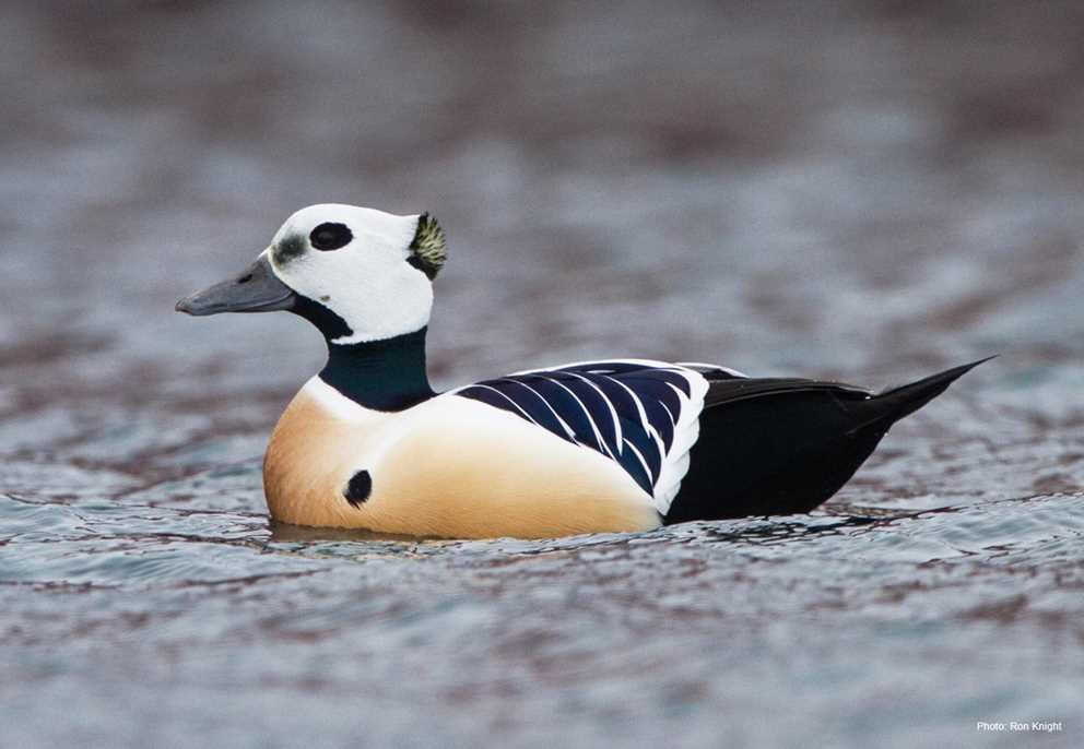 Stellers Eider2