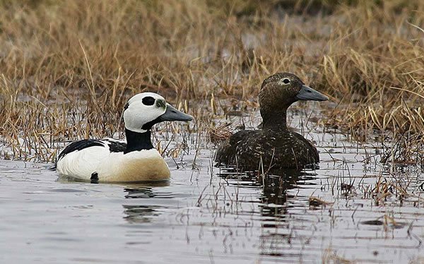 Stellers Eider3