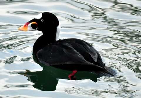 Surf Scoter