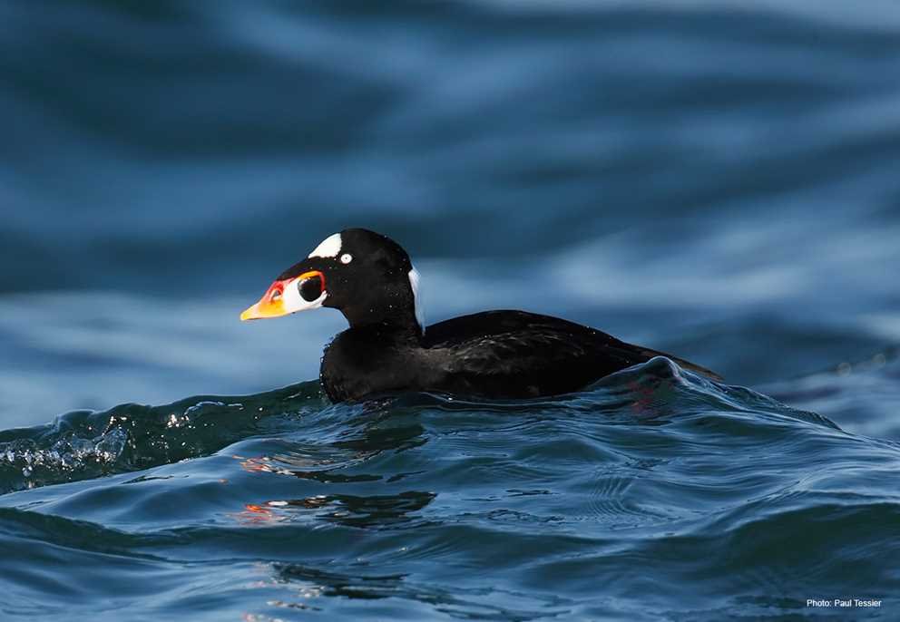 Surf Scoter2