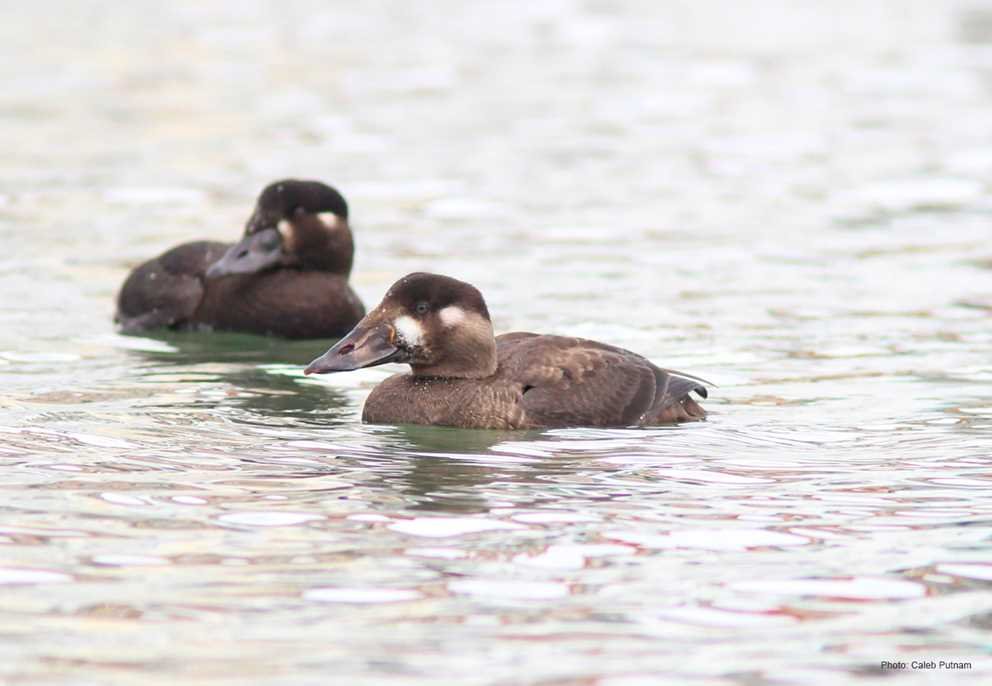 Surf Scoter3