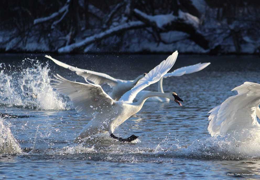 Trumpeter Swan (1)