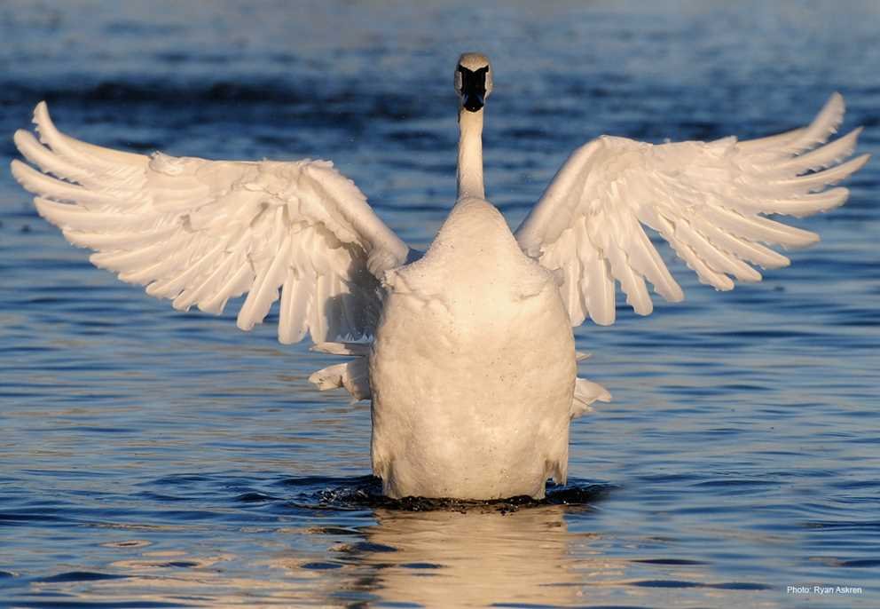 Trumpeter Swan (2)