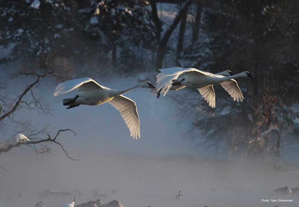 Trumpeter Swan (4)
