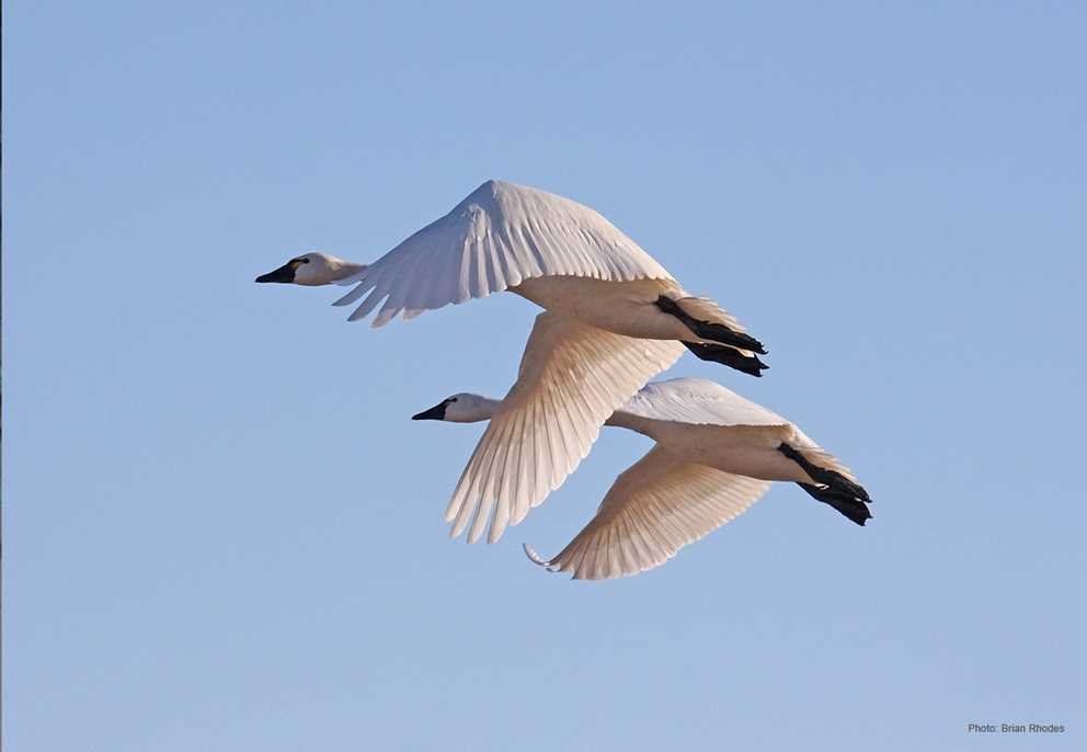 Tundra Swan (1)
