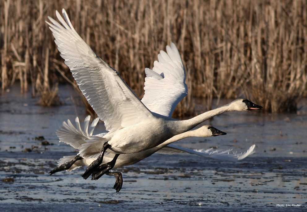 Tundra Swan (2)