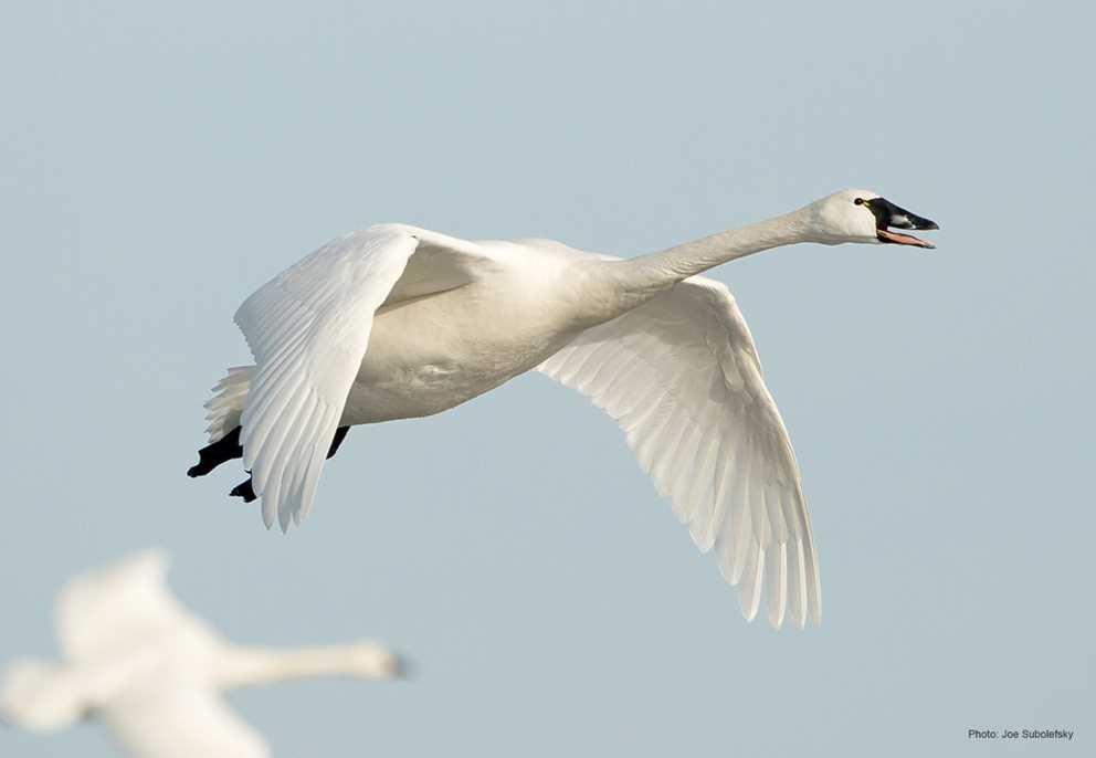 Tundra Swan (4)