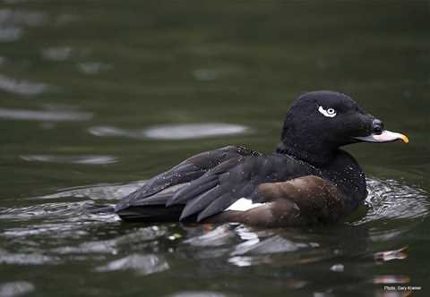 White-winged Scoter