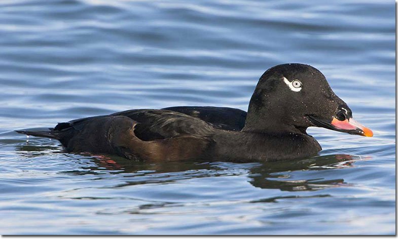 White-winged Scoter1