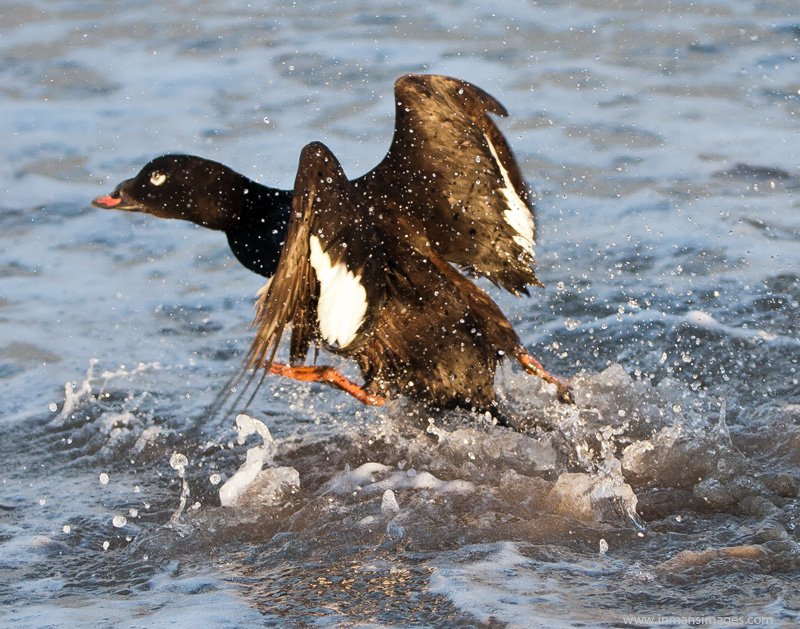 White-winged Scoter2